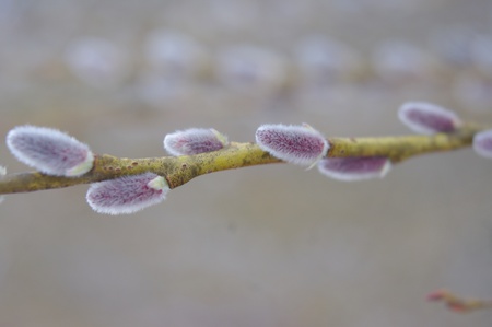 pussy willow branches - close-up on silver greyの写真素材