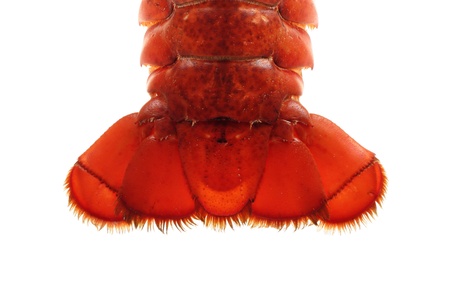 A large red lobster over white backgroundの写真素材