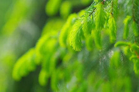 green leaves foliage at springtime outside in the natureの写真素材