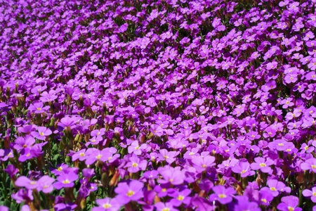 Close-up of some violett flowers sea of flowersの写真素材