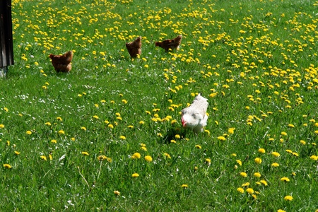 Hen outside in the meadow at springの写真素材