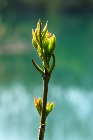 a sprout at spring time outside at a lakeの写真素材
