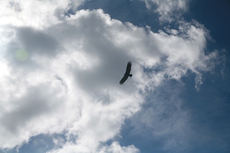 Picture of a flying eagle infront of wonderfull cloudsの写真素材