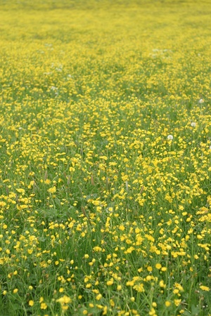 Spring flowers in the field on a sunny dayの写真素材