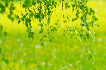 green leaves foliage at springtime outside in the natureの写真素材