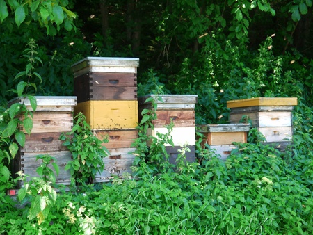 Beekeeping with Trees in Background