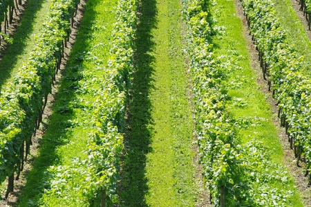 Beautiful Lush Grape Vineyard In The Morning Mist and Sun with Room for Your Own Text.の写真素材