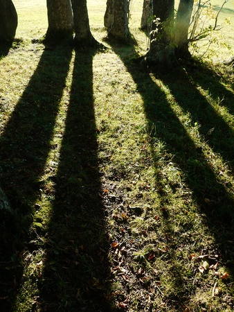 Green park with long shadows from setting sun