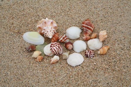 beautiful shells on very nice beach, focus in on the shells (shallow DOF).