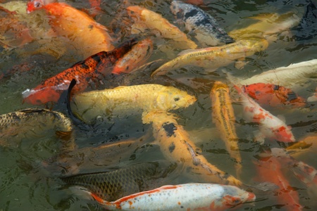 many koi gold fishes in a lakeの写真素材