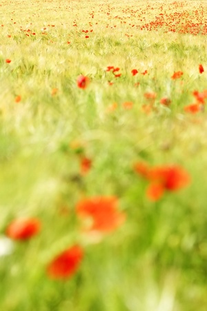poppies on a  grain fieldの写真素材
