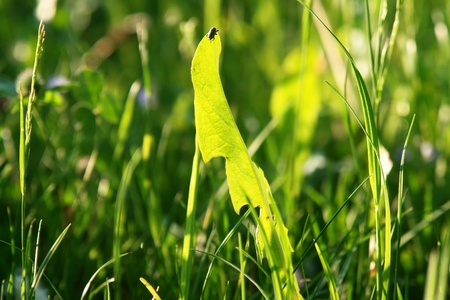 Close-up of a nice shining grassの写真素材