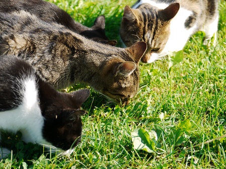 domestic cat outside in the field