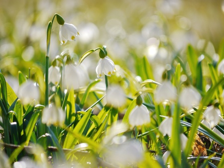 Snowflake flowers in a gardenの写真素材