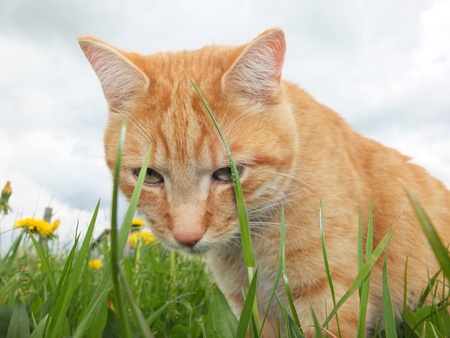 domestic cat outside in the fieldの写真素材