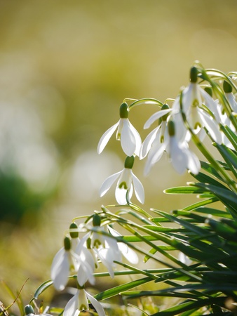 Snowflake flowers in a gardenの写真素材