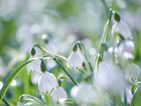 Snowflake flowers in a gardenの写真素材