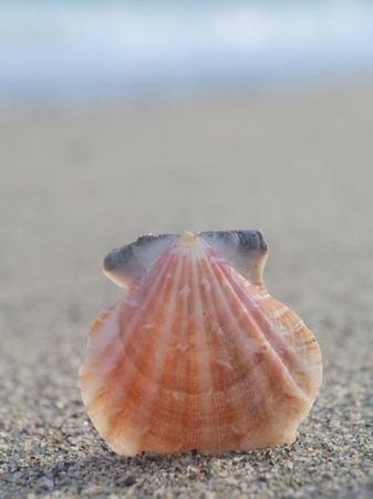 beach shell in white sand like a summer vacationの写真素材