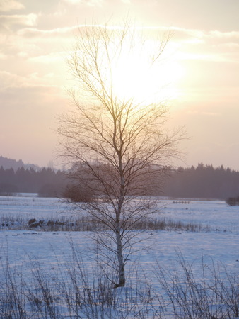 Winter landscape on a sunsetの写真素材