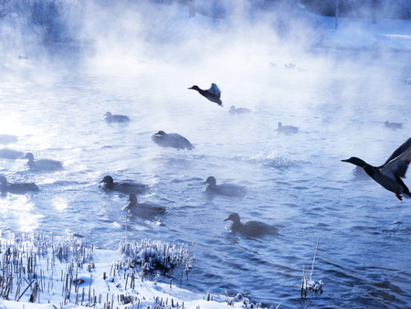 Wild ducks flying in the winterの写真素材