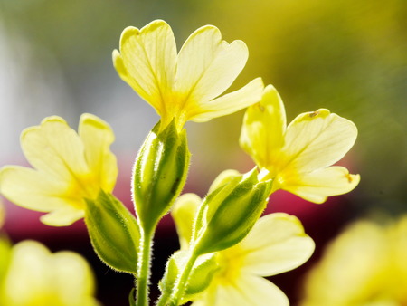 pretty yellow flowers in the beautiful natureの写真素材