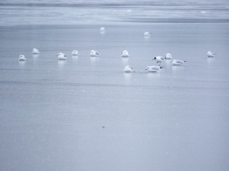 ice seagull winter outside on icy water surfaceの写真素材
