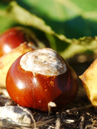 horse chestnut buckeye conker outside in the woodの写真素材