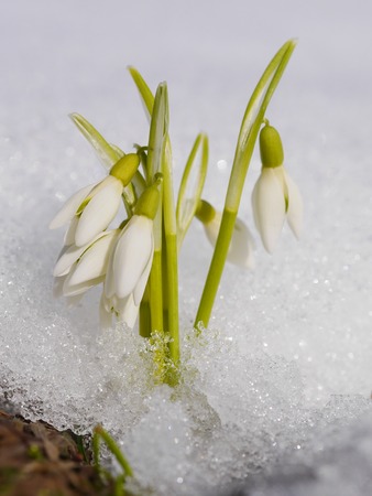 Group of snowdrop flowers  growing in snowの写真素材
