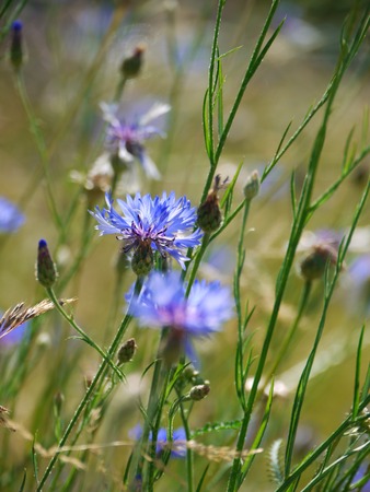 abundance of blooming wild flowers on the meadow at spring time