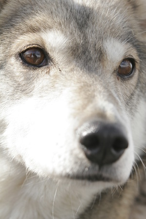 husky portrait