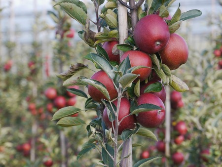 Red apples on apple tree branch