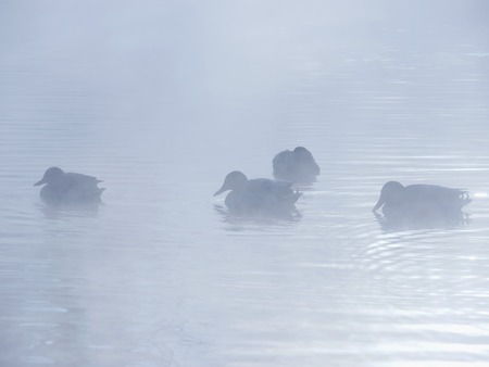 Landscape with lake and ducksの写真素材