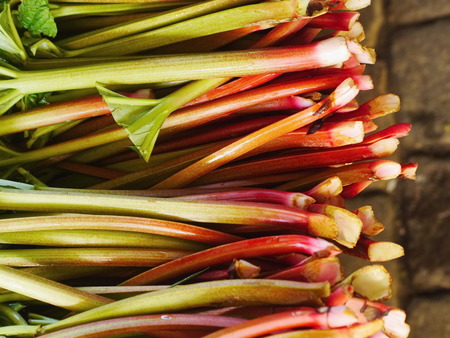Fresh and organic vegetable plant rhubarb chardの写真素材