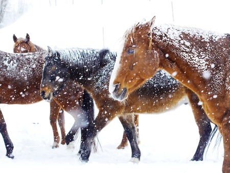 horses in heavy snow fall with snow all over herの写真素材