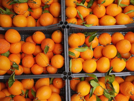fresh organic oranges on a farmer's market