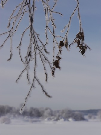 snow flakes on a branch outside in winterの写真素材