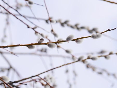 Pussy Willow Catkins