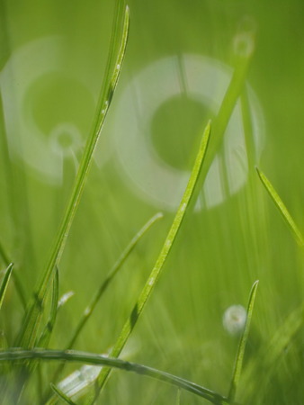 Blades of grass