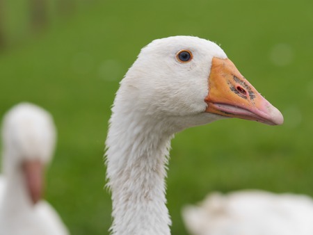 White geese on green fieldの写真素材