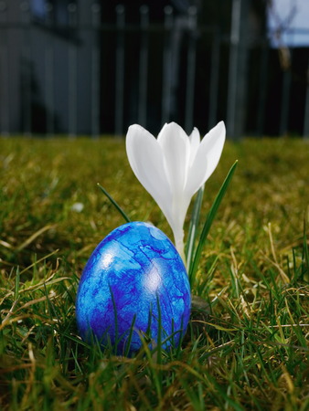 a blue egg on a meadow with crocussesの写真素材