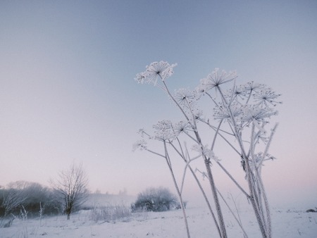 frozen winter plant in the wild landscapeの写真素材