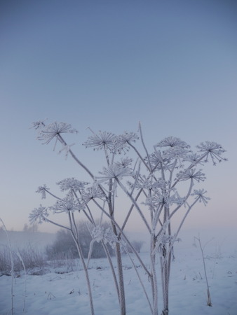 frozen winter plant in the wild landscape