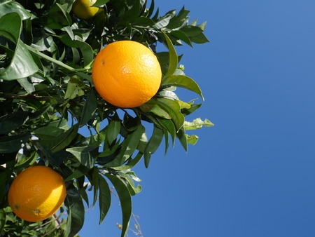 branch orange tree fruits green leaves