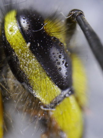 Head of wasp in extreme close up with white background and blurred bodyの写真素材