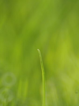 Blades of grass in a meadowの写真素材