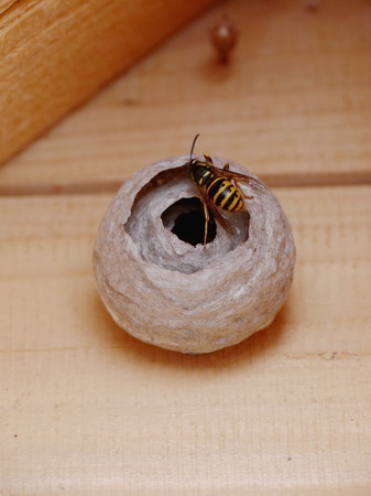 Round vespiary in wood with a wesp on itの写真素材