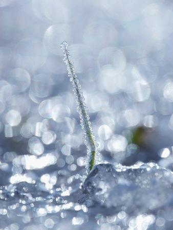 Blade of grass in snowの写真素材