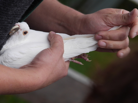 White Pigeon and male Handの写真素材