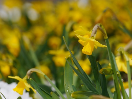Outdoor shot of yellow daffodilsの写真素材