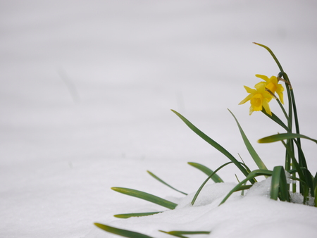 Outdoor shot of yellow daffodilsの写真素材